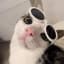 Pepper Cat